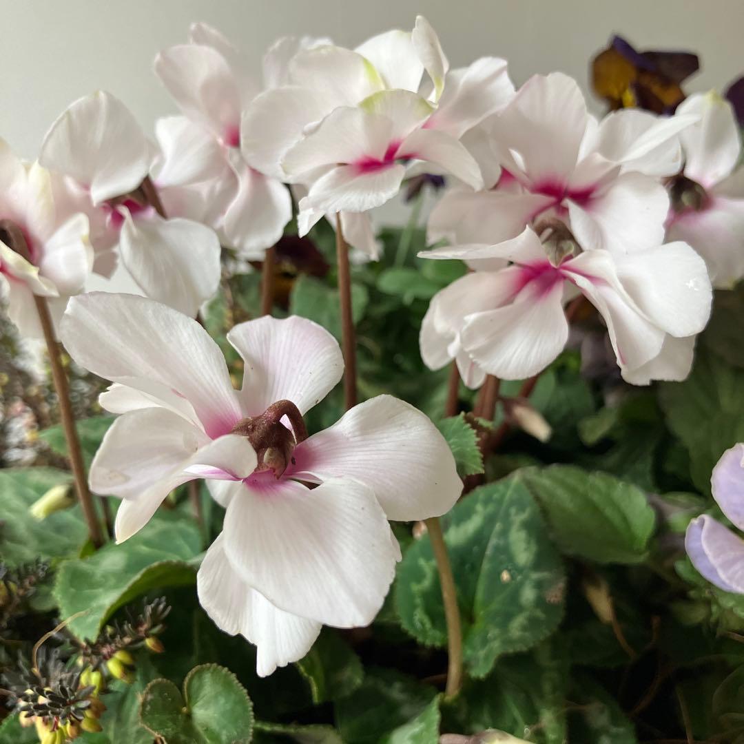 バスケット寄せ植え パンジー、ビオラ　、シクラメン、 冬〜春の寄せ植え