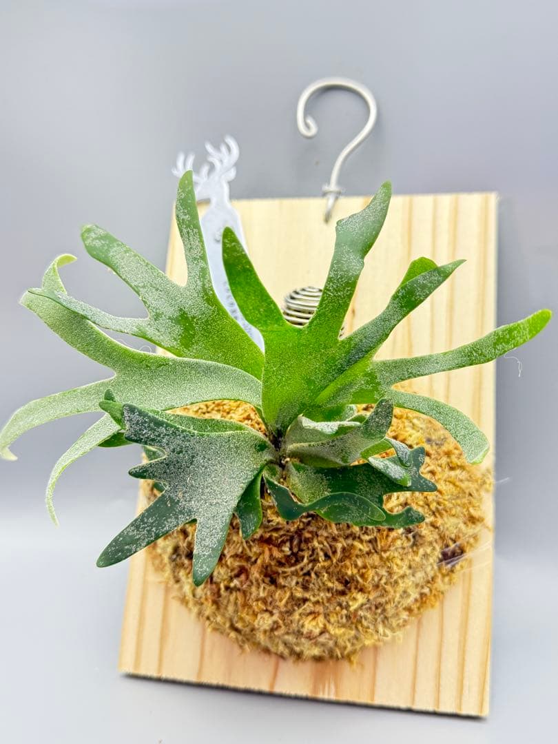 極大サイズ　ビカクシダP.willinckii 'Bacteria' spore