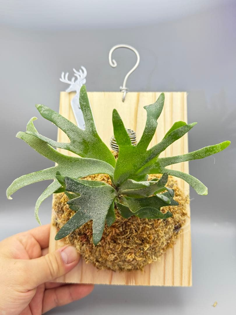 極大サイズ　ビカクシダP.willinckii 'Bacteria' spore