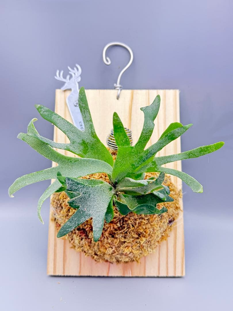 極大サイズ　ビカクシダP.willinckii 'Bacteria' spore