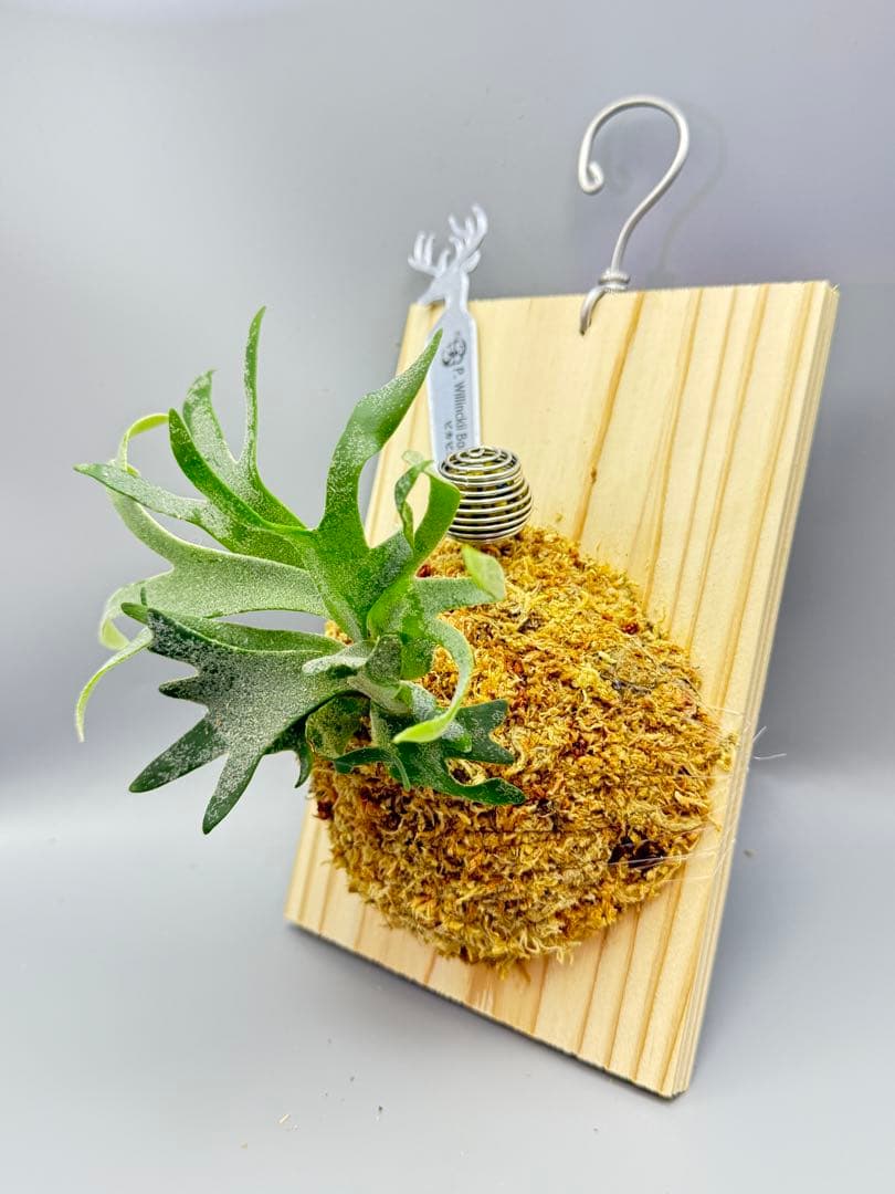 極大サイズ　ビカクシダP.willinckii 'Bacteria' spore