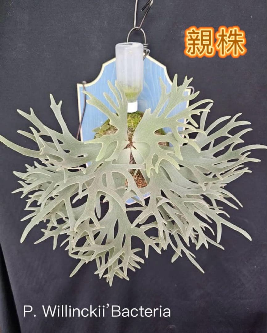 極大サイズ　ビカクシダP.willinckii 'Bacteria' spore