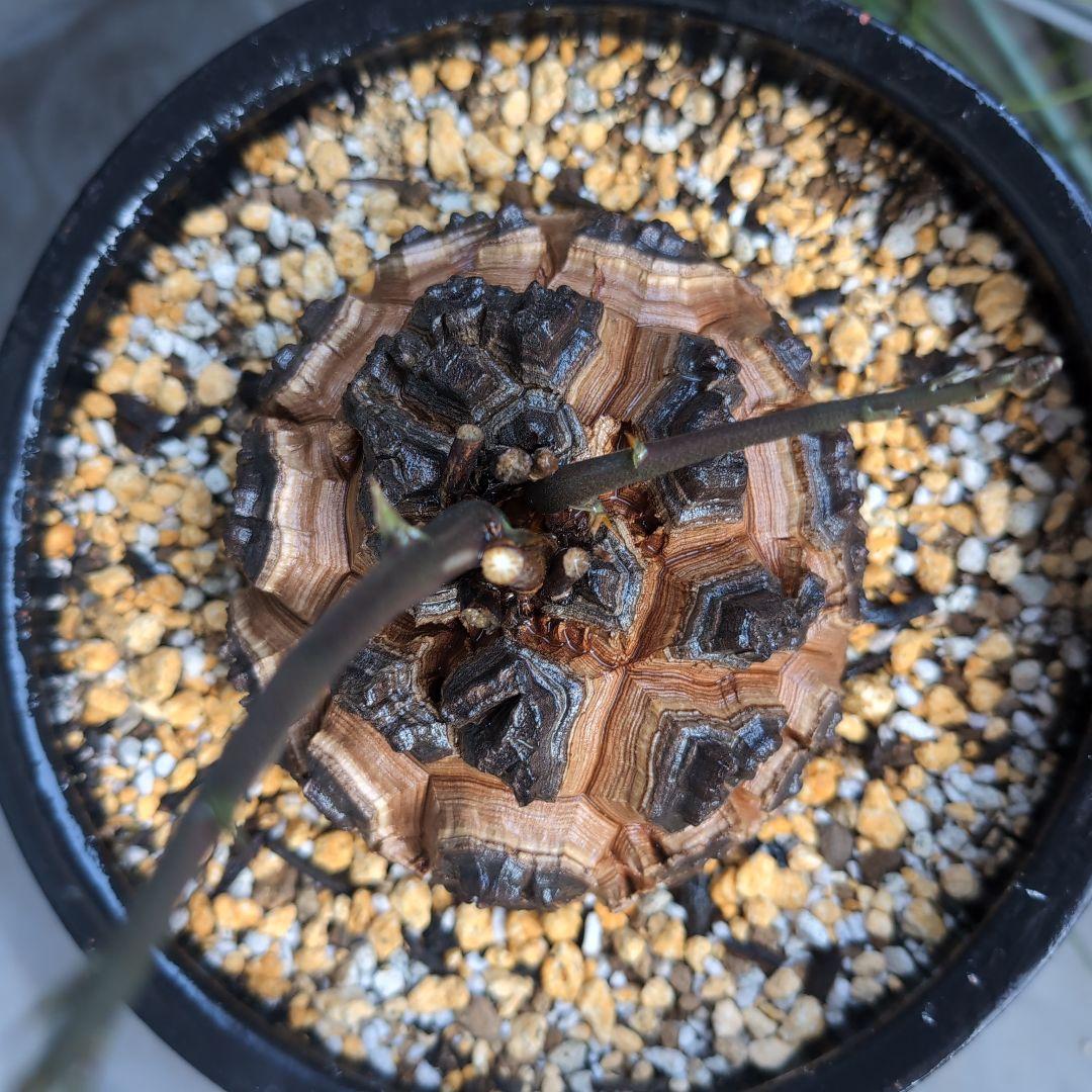 実生株　長谷川園芸　亀甲竜　株幅14センチ　鉢ごと送料込み