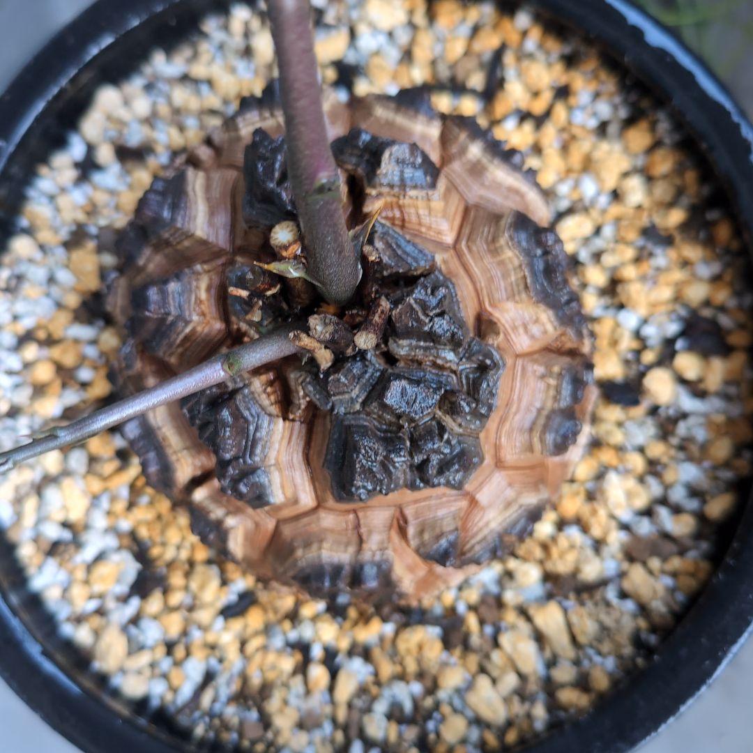 実生株　長谷川園芸　亀甲竜　株幅14センチ　鉢ごと送料込み