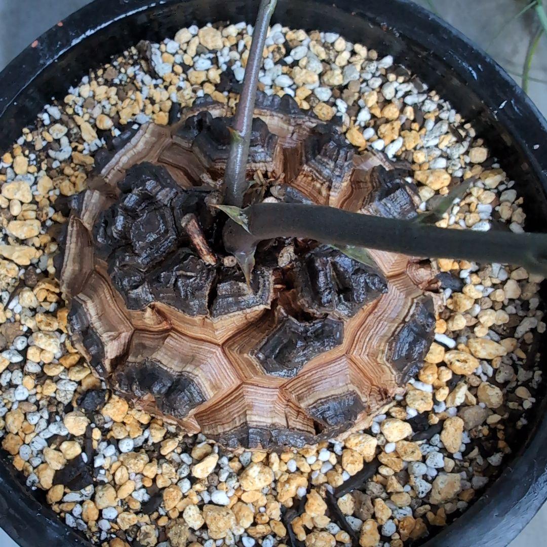 実生株　長谷川園芸　亀甲竜　株幅14センチ　鉢ごと送料込み