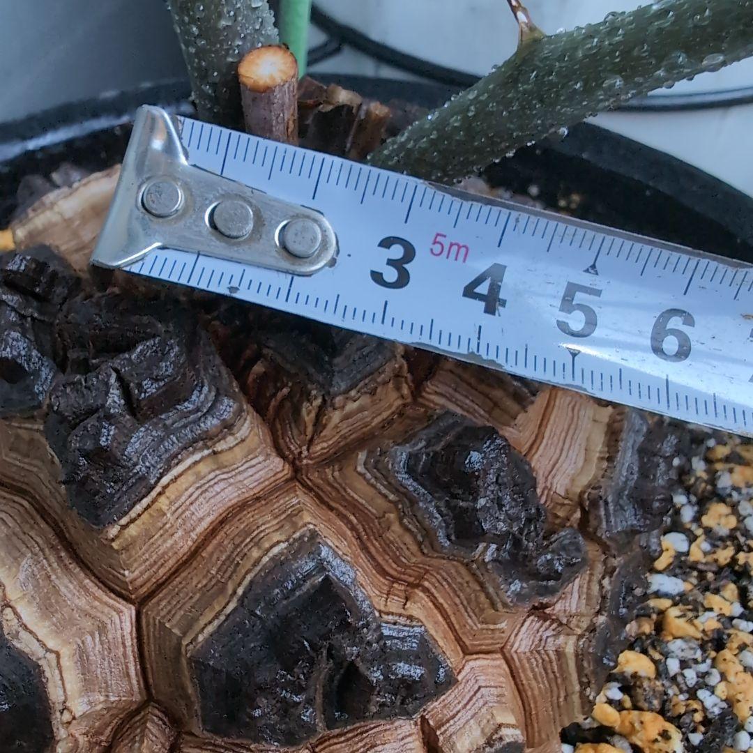 実生株　長谷川園芸　亀甲竜　株幅14センチ　鉢ごと送料込み