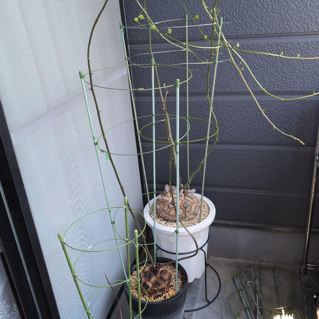 実生株　長谷川園芸　亀甲竜　株幅14センチ　鉢ごと送料込み