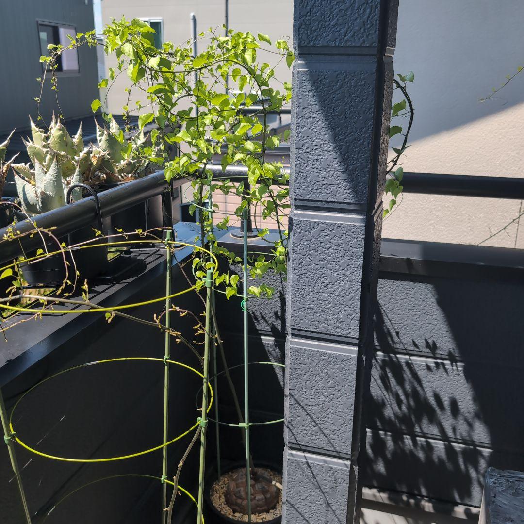 実生株　長谷川園芸　亀甲竜　株幅14センチ　鉢ごと送料込み