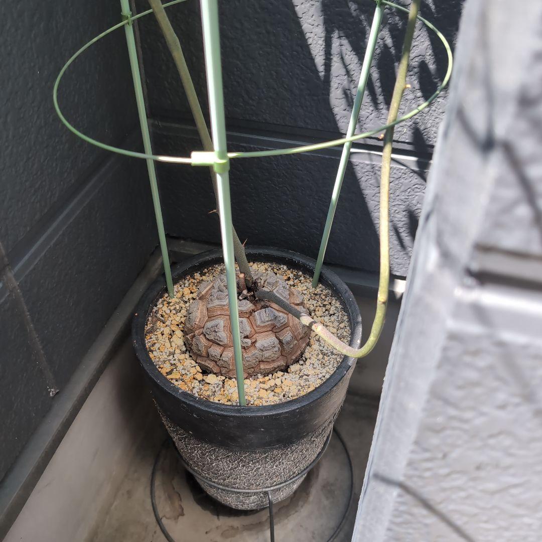 実生株　長谷川園芸　亀甲竜　株幅14センチ　鉢ごと送料込み