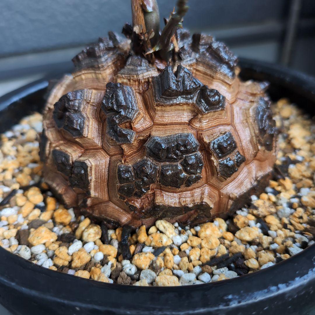 実生株　長谷川園芸　亀甲竜　株幅14センチ　鉢ごと送料込み