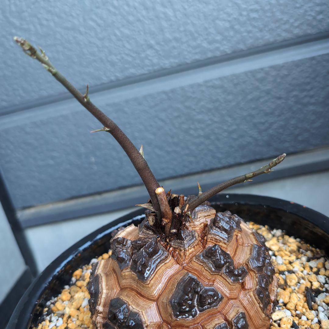 実生株　長谷川園芸　亀甲竜　株幅14センチ　鉢ごと送料込み