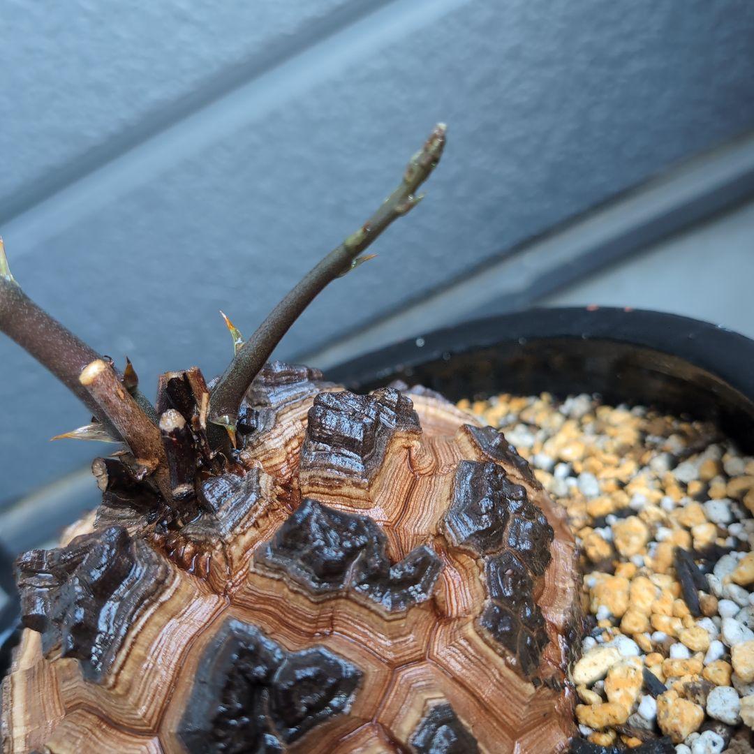 実生株　長谷川園芸　亀甲竜　株幅14センチ　鉢ごと送料込み