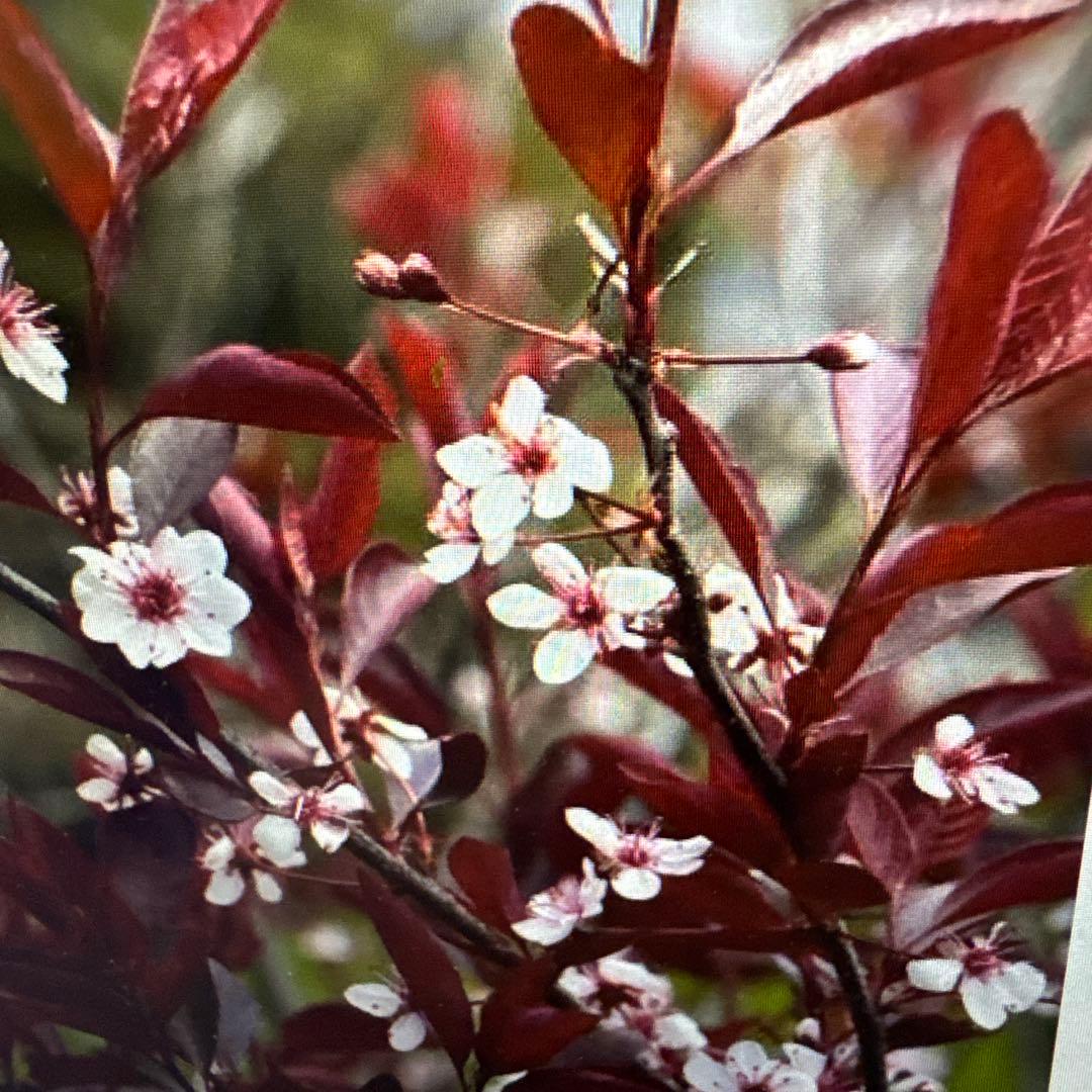 紅葉すもも　苗　チェリープラム　ハリウッドプラム　鉢植え