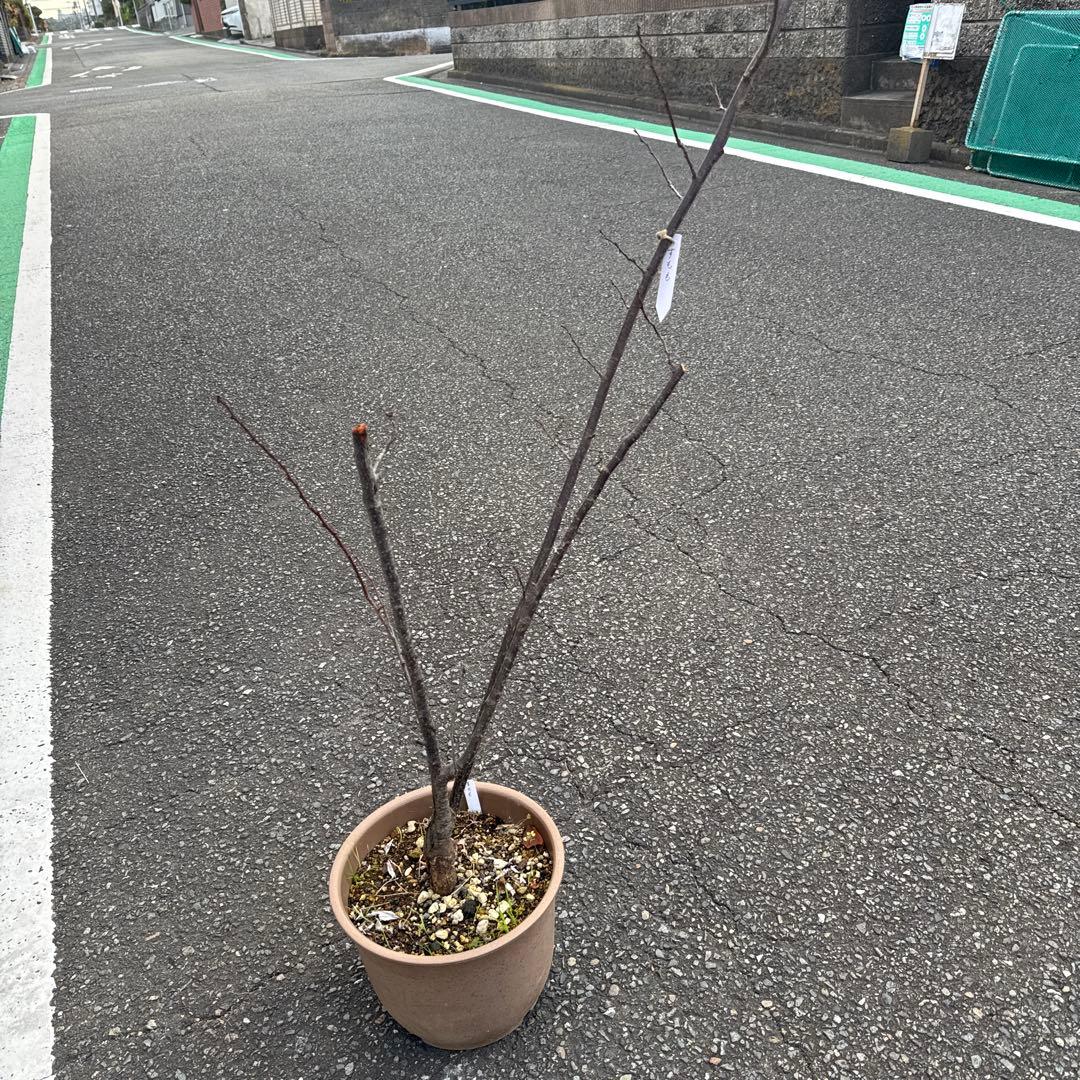 紅葉すもも　苗　チェリープラム　ハリウッドプラム　鉢植え