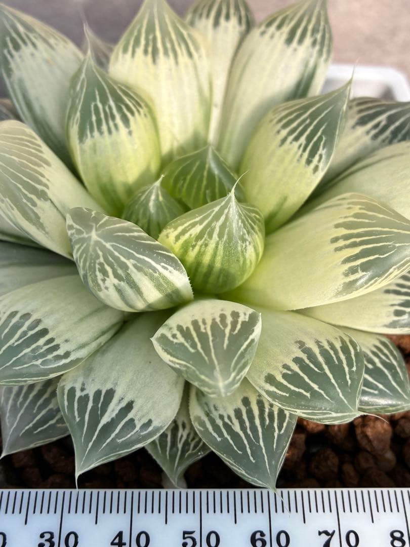 白蛇伝　ハオルチア　多肉植物　オブツーサ錦