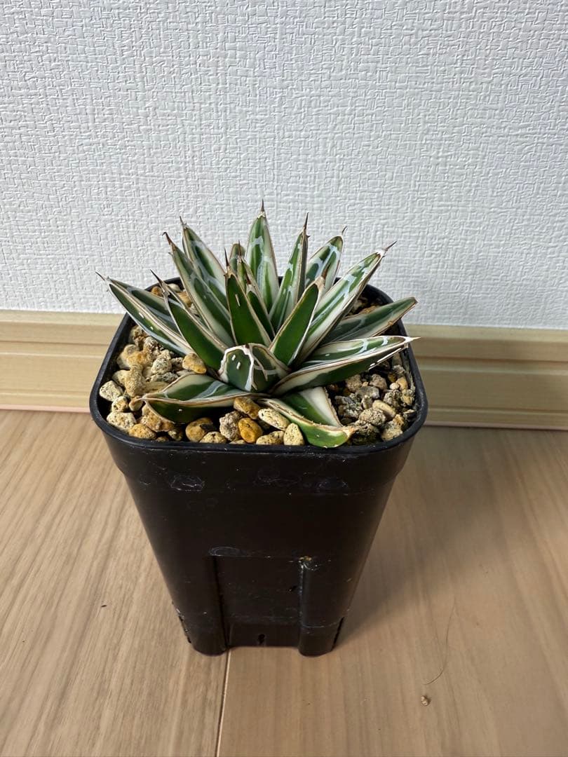 【コンパクト】アガベ　笹の雪　【氷山】子株つき！！