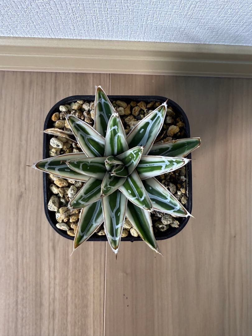 【コンパクト】アガベ　笹の雪　【氷山】子株つき！！