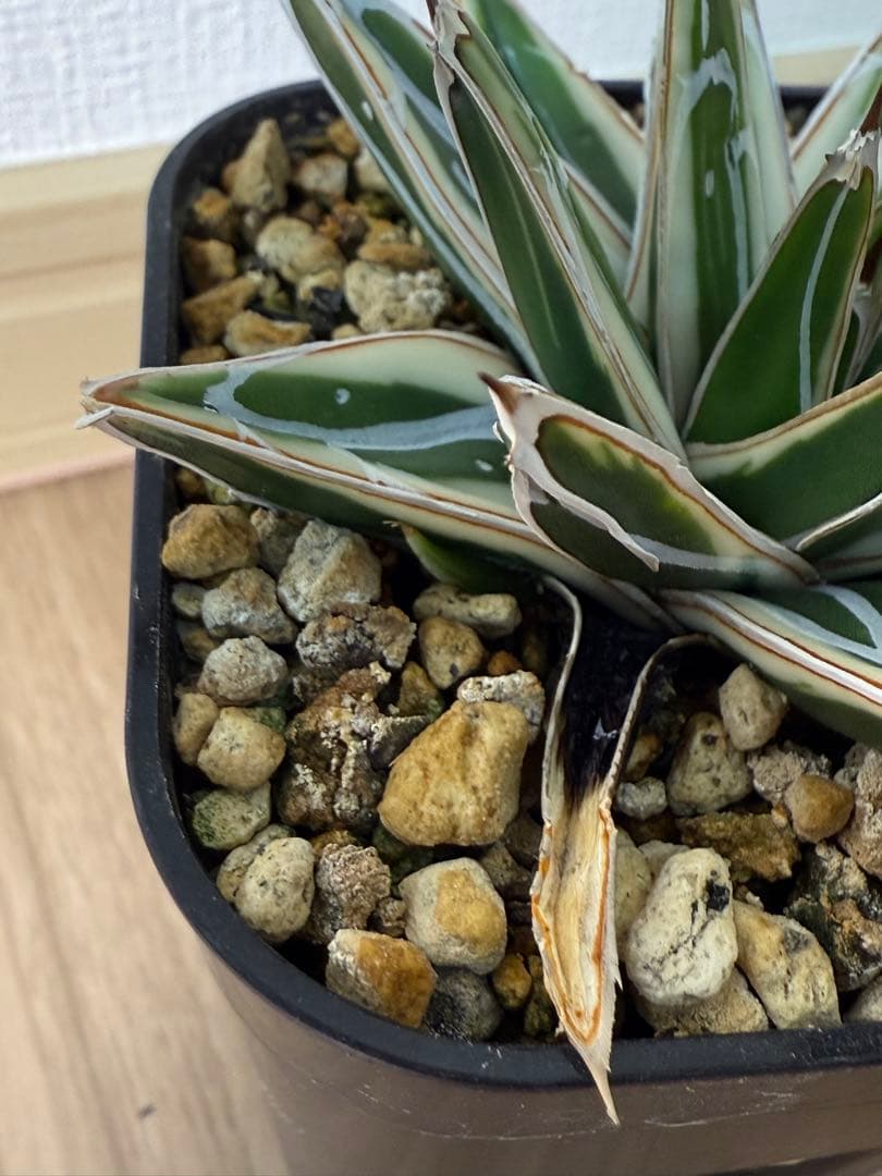 【コンパクト】アガベ　笹の雪　【氷山】子株つき！！