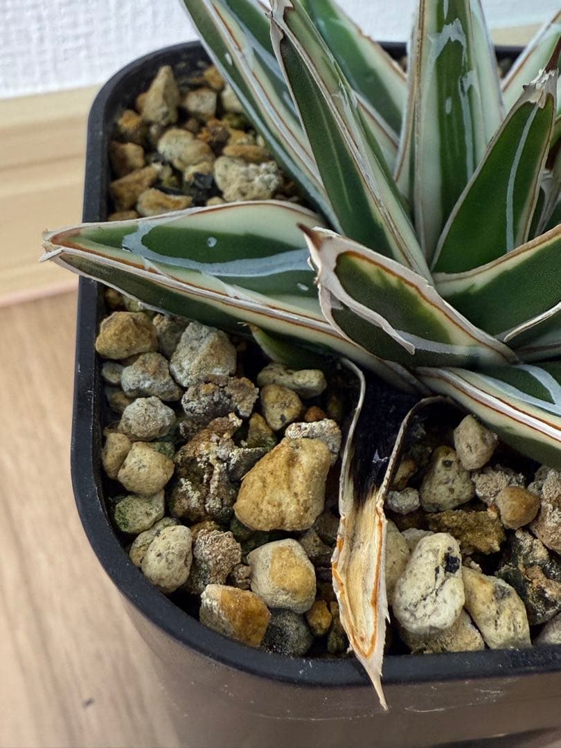 【コンパクト】アガベ　笹の雪　【氷山】子株つき！！