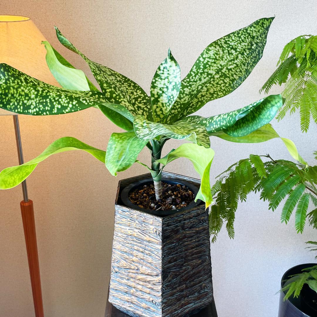 【希少！ほぼ流通なし 星屑のような斑点★】ドラセナ ドラセナ JTスターダスト