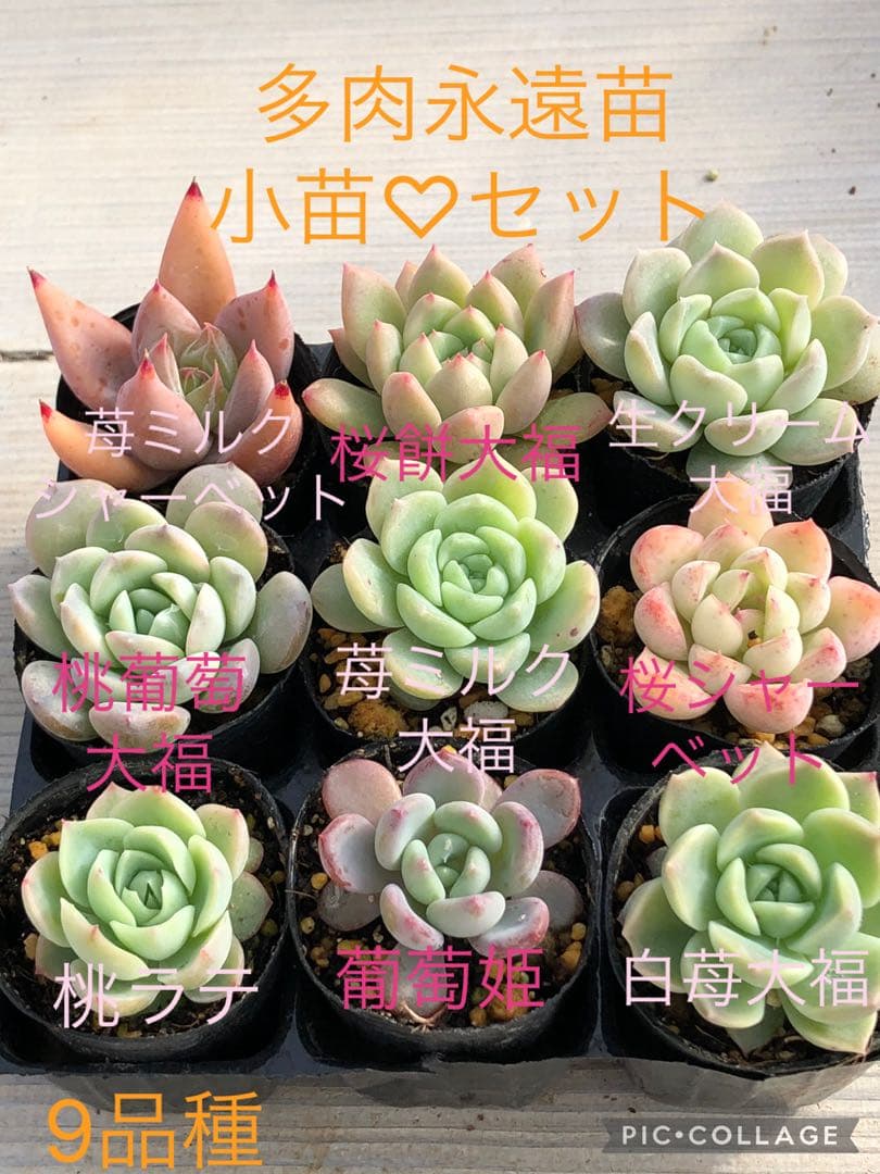 多肉植物 多肉永遠苗♡小苗セット