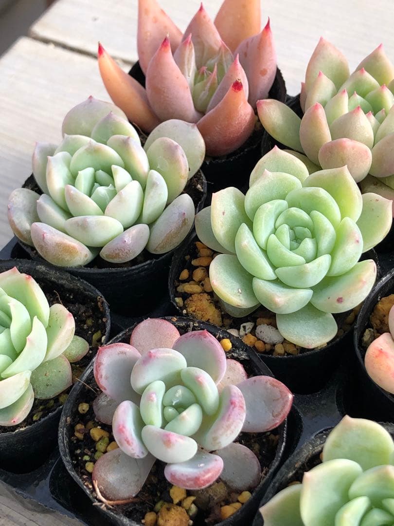 多肉植物 多肉永遠苗♡小苗セット