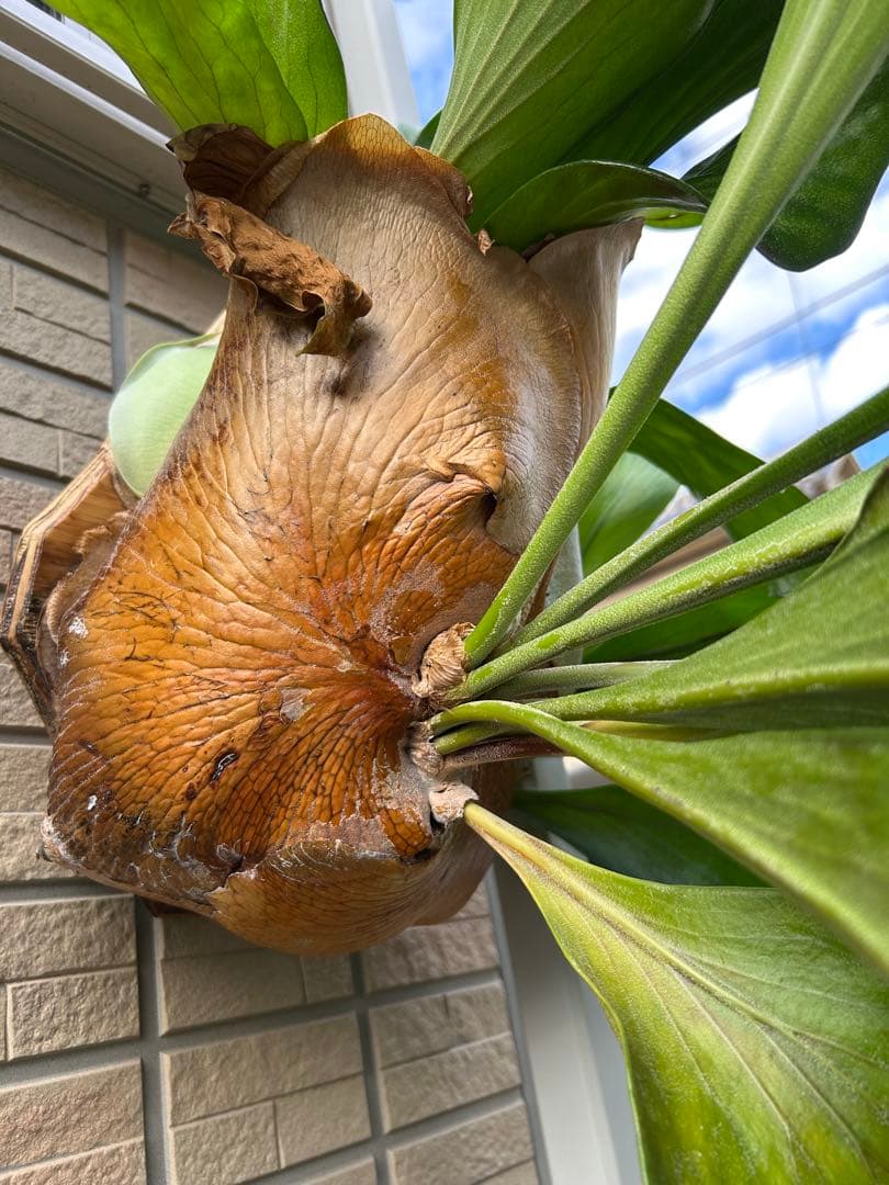 S*u様 ビカクシダ　大株　ヒリードラゴン