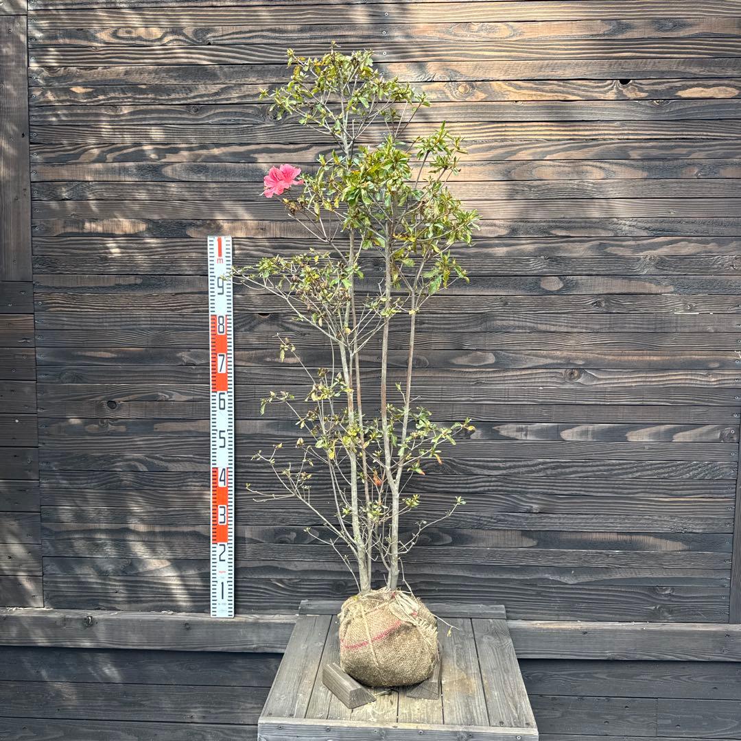 ヤマツツジ/株立ち【現品発送】管理70724