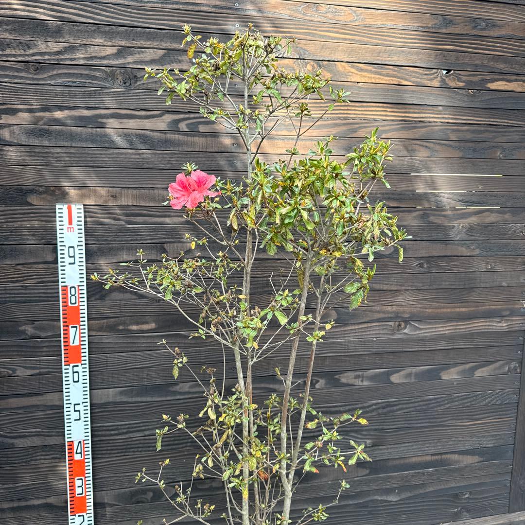 ヤマツツジ/株立ち【現品発送】管理70724