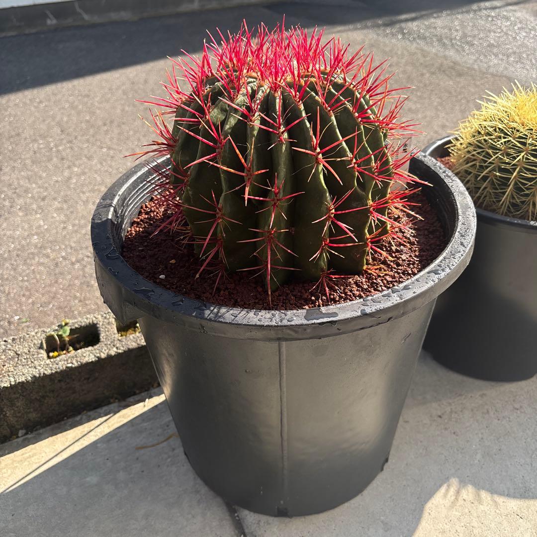 希少な特大サイズ　特特大　特大サイズ　フェロカクタス　赤鳳　12号　尺2サイズ