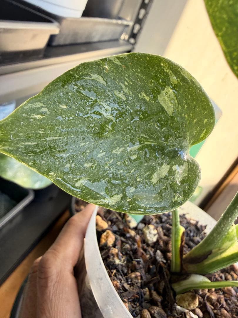 モンステラ　タイコンステレーション　抜き苗