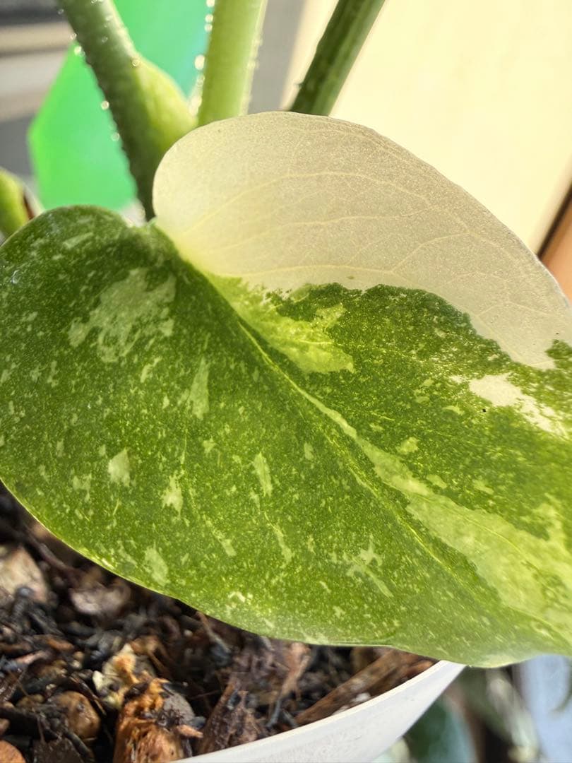 モンステラ　タイコンステレーション　抜き苗