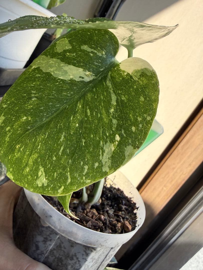 モンステラ　タイコンステレーション　抜き苗