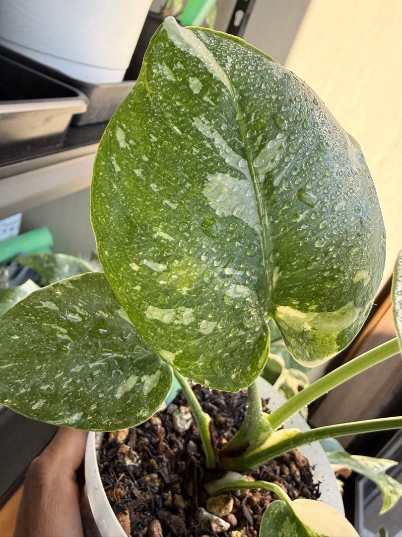 モンステラ　タイコンステレーション　抜き苗