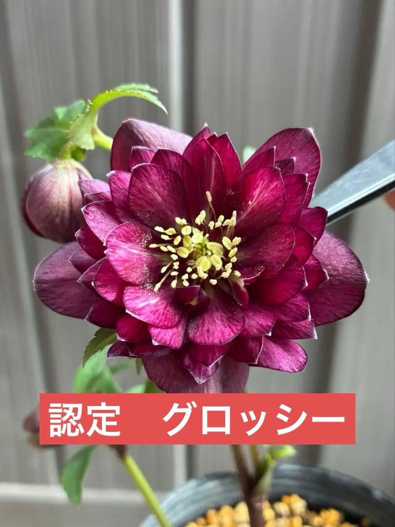 ‼︎極上‼︎認定グロッシー　‼︎‼︎裏表が艶ピカ‼︎‼︎