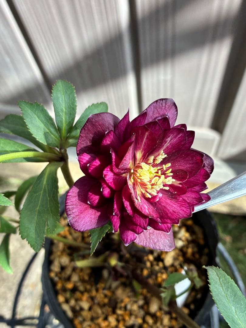 ‼︎極上‼︎認定グロッシー　‼︎‼︎裏表が艶ピカ‼︎‼︎