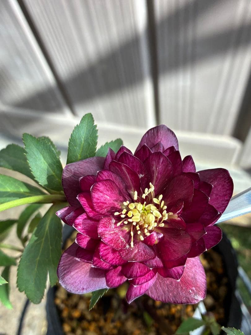 ‼︎極上‼︎認定グロッシー　‼︎‼︎裏表が艶ピカ‼︎‼︎