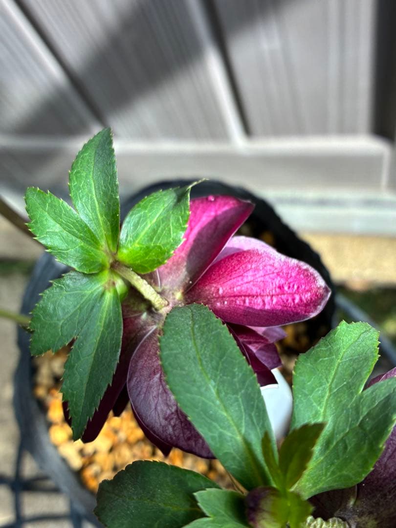 ‼︎極上‼︎認定グロッシー　‼︎‼︎裏表が艶ピカ‼︎‼︎