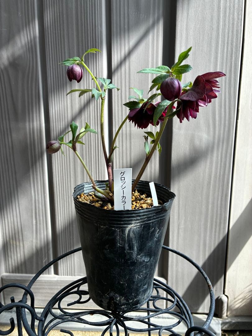 ‼︎極上‼︎認定グロッシー　‼︎‼︎裏表が艶ピカ‼︎‼︎