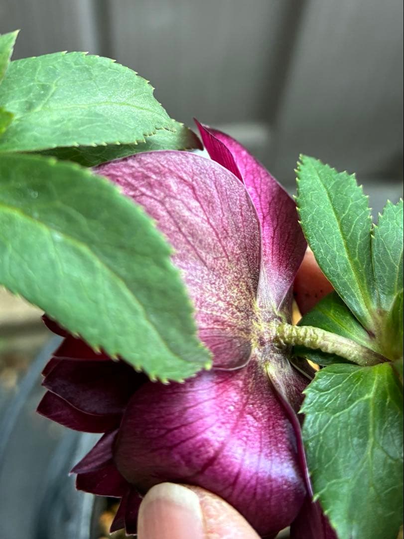 ‼︎極上‼︎認定グロッシー　‼︎‼︎裏表が艶ピカ‼︎‼︎