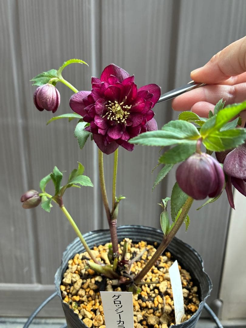 ‼︎極上‼︎認定グロッシー　‼︎‼︎裏表が艶ピカ‼︎‼︎