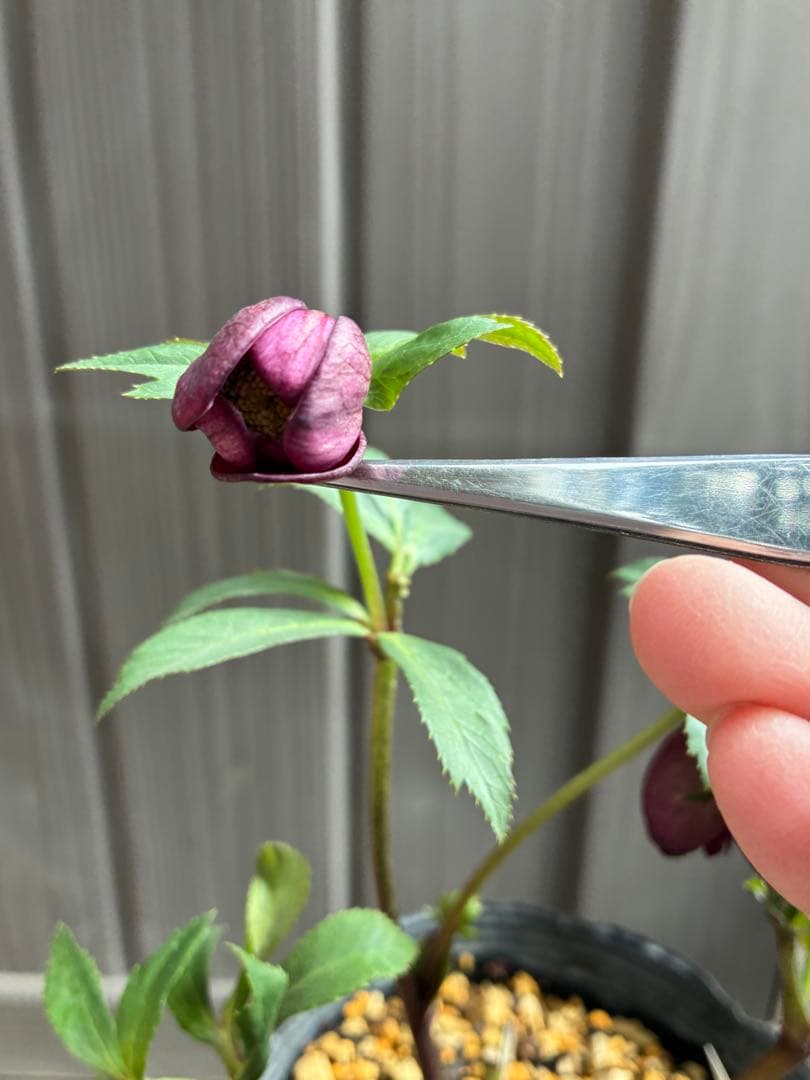 ‼︎極上‼︎認定グロッシー　‼︎‼︎裏表が艶ピカ‼︎‼︎