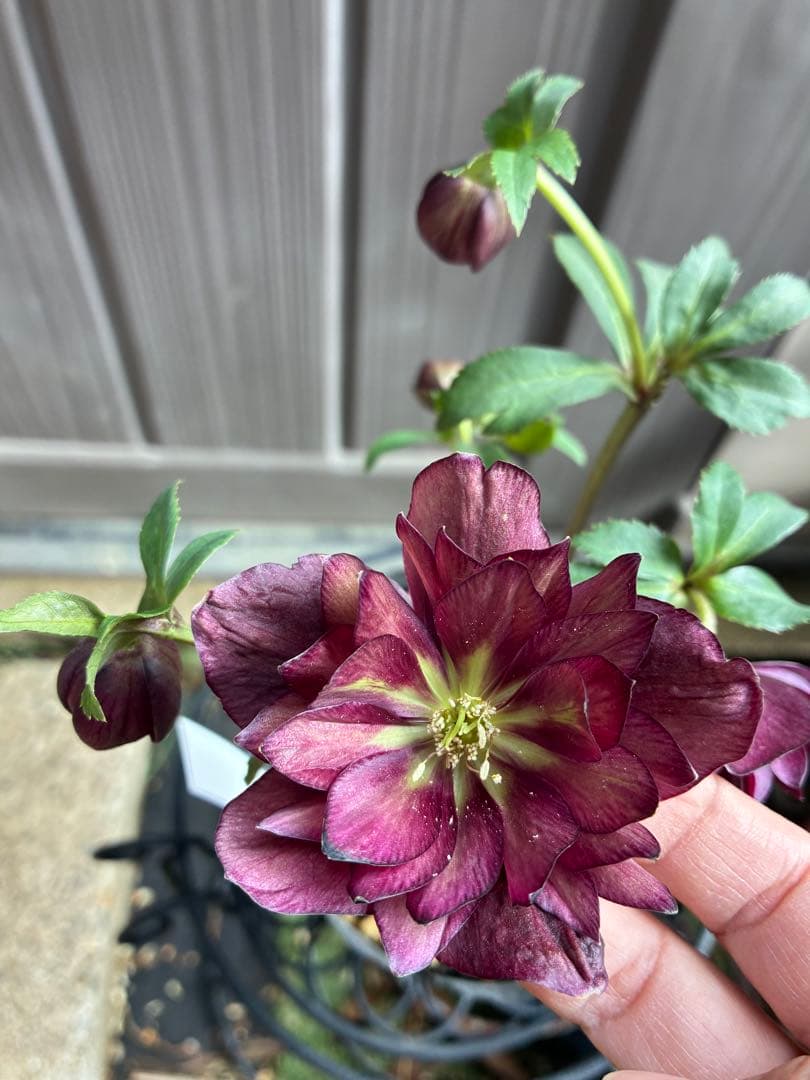 ‼︎極上‼︎認定グロッシー　‼︎‼︎裏表が艶ピカ‼︎‼︎