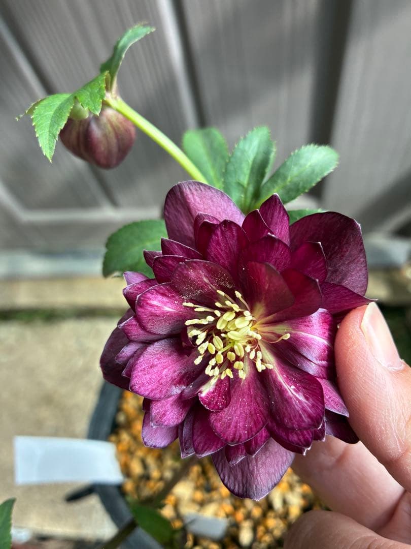 ‼︎極上‼︎認定グロッシー　‼︎‼︎裏表が艶ピカ‼︎‼︎