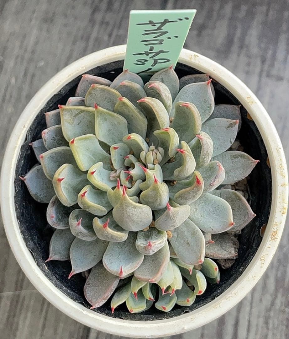 おらいさん　原種　緑札　希少　ザラゴーサspノバ　子株　花芽