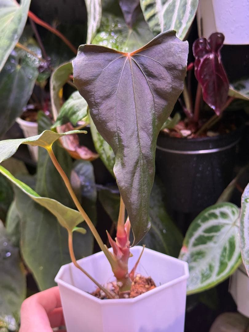 Anthurium Papi. FS（indo）/ Portillae X RL