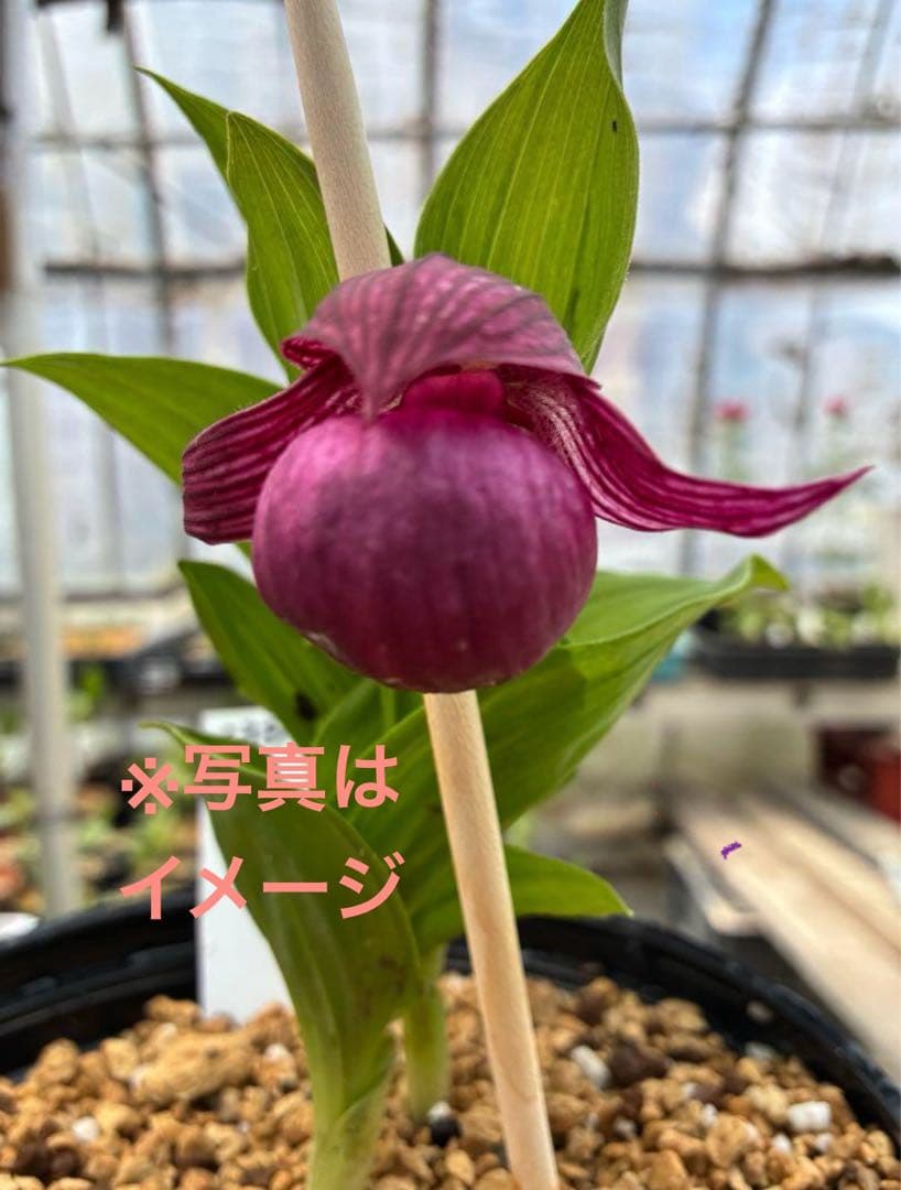 K14 厚岸ホテイアツモリソウ