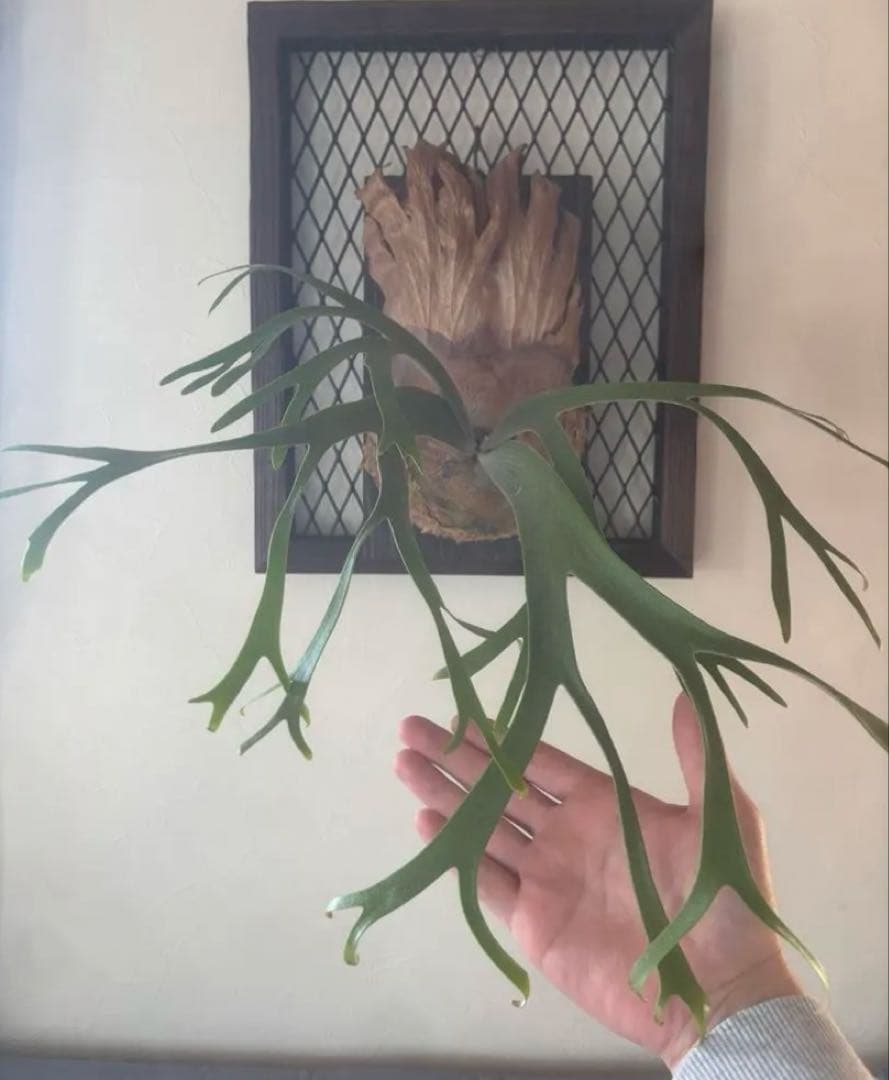 ビカクシダ P. willinckii 'Queen Sawangan'