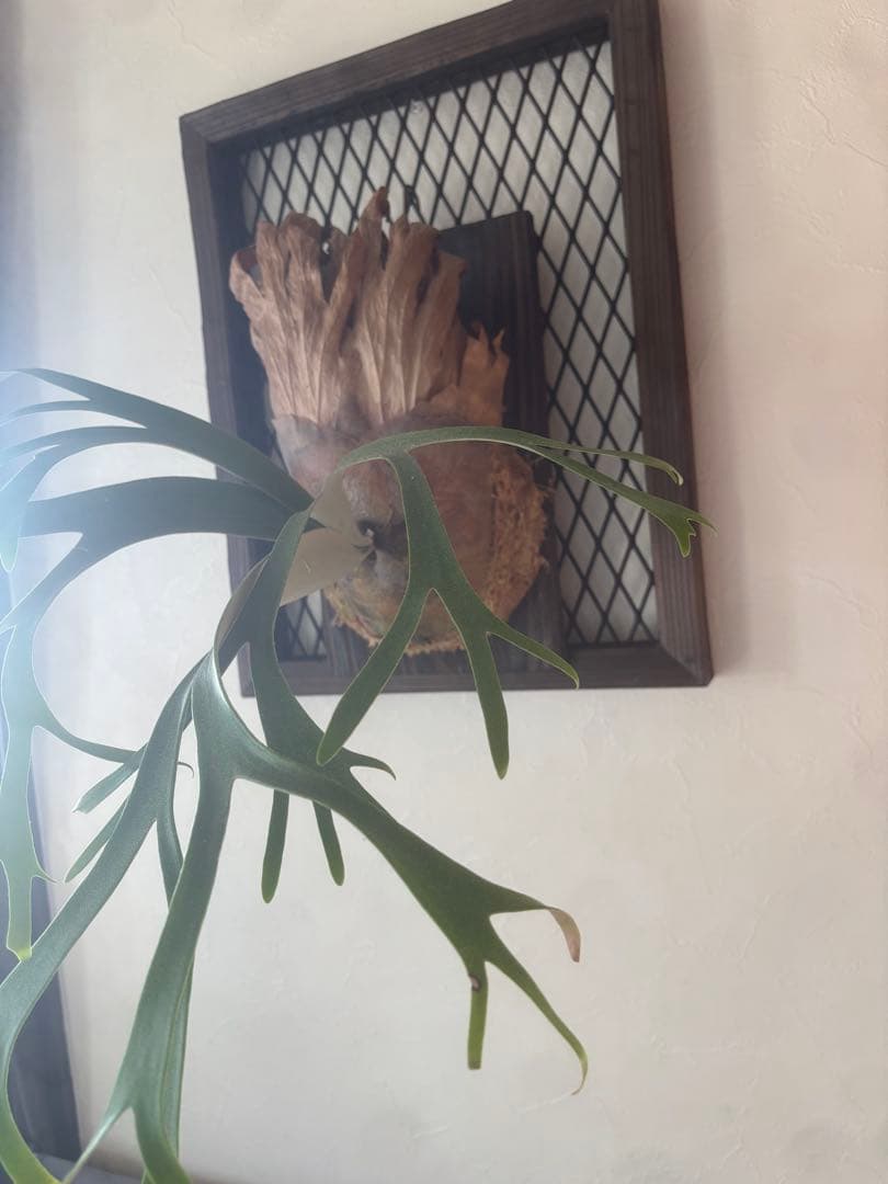 ビカクシダ P. willinckii 'Queen Sawangan'