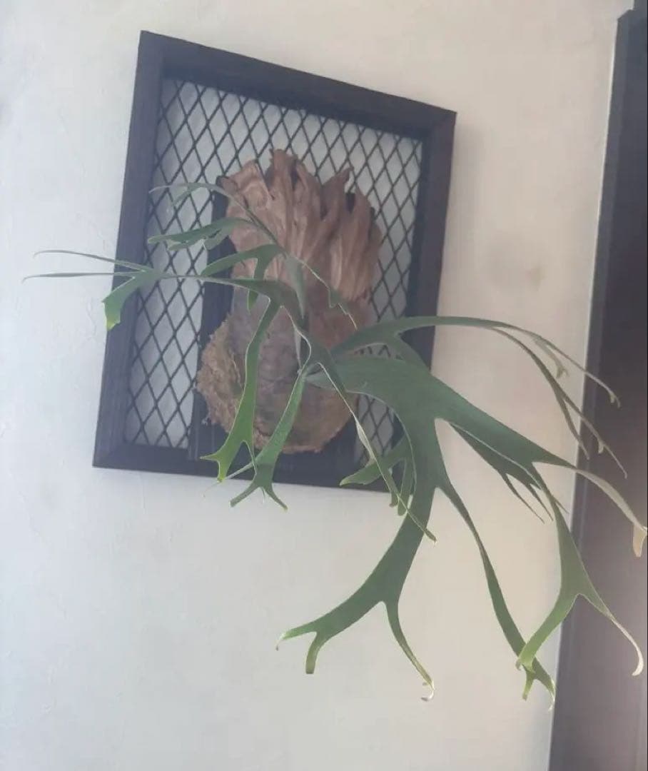 ビカクシダ P. willinckii 'Queen Sawangan'